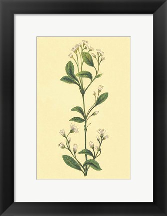 Framed Service Berry and Shad Bush Print
