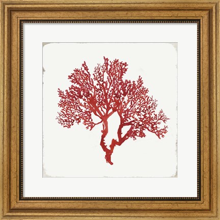 Framed Red Coral II Print