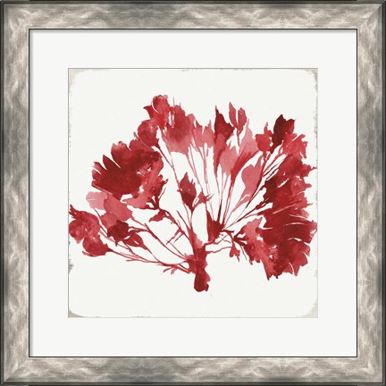 Framed Red Coral IV Print