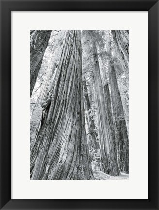 Framed Redwoods Forest III BW Print