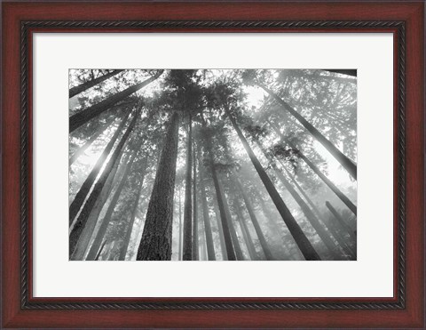 Framed Fir Trees III BW Print