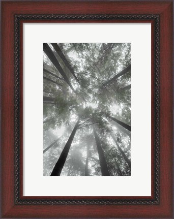 Framed Fir Trees I Bright Print