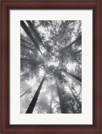 Framed Fir Trees I BW Print