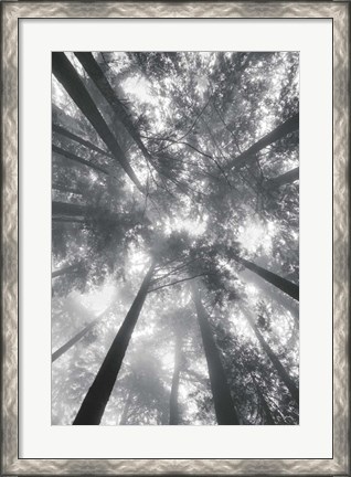 Framed Fir Trees I BW Print