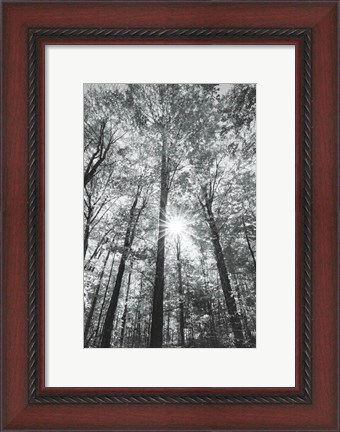 Framed Autumn Forest I BW Print