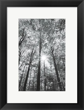 Framed Autumn Forest I BW Print