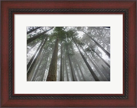 Framed Fir Trees III Print