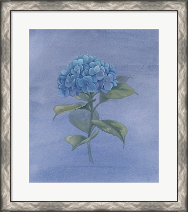 Framed Blue Hydrangea IV Print