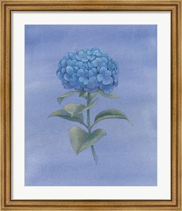 Framed Blue Hydrangea III Print