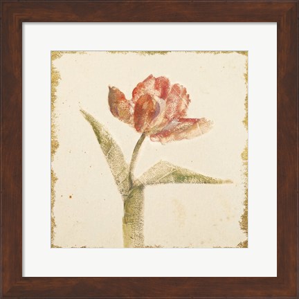Framed Vintage Flaming Parrot Tulip Crop Print