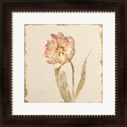 Framed Vintage May Wonder Tulip Crop Print