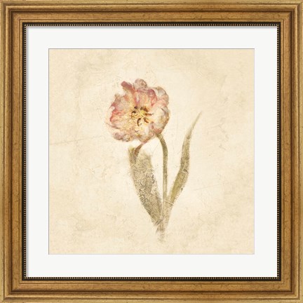 Framed May Wonder Tulip on White Crop Print