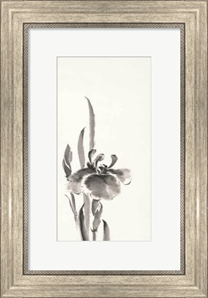 Framed Japanese Iris II Print