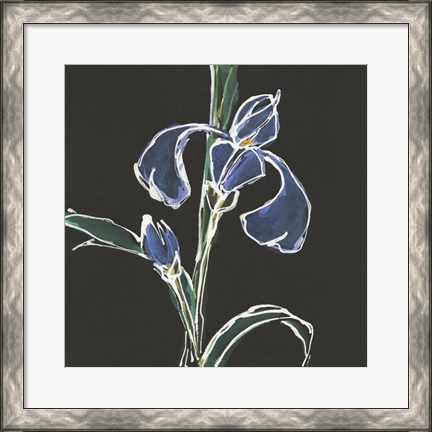Framed Iris on Black IV Print