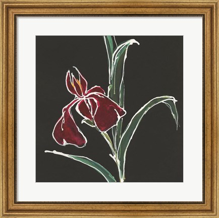 Framed Iris on Black V Print