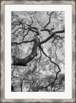Framed Savannah Print