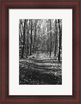 Framed Through the Woods Print