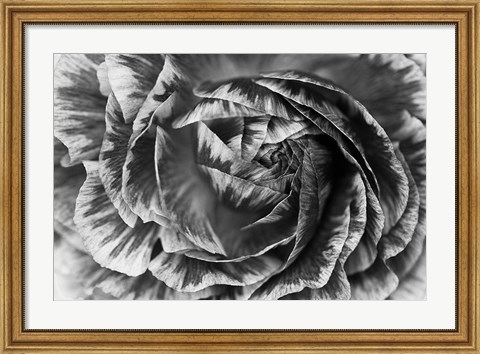 Framed Ranunculus Abstract VI BW Print