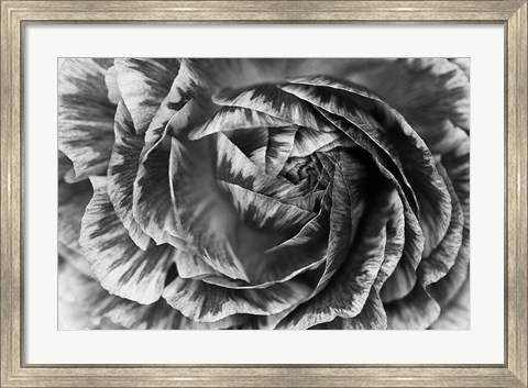 Framed Ranunculus Abstract VI BW Print