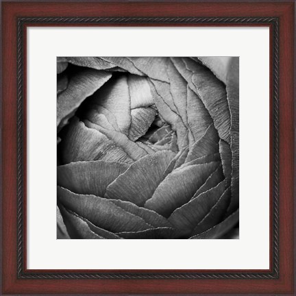 Framed Ranunculus Abstract III BW Print