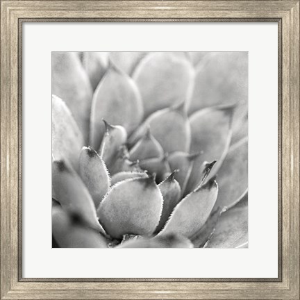 Framed Garden Succulent I Print