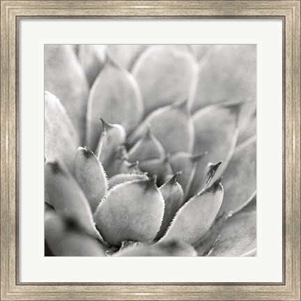 Framed Garden Succulent I Print