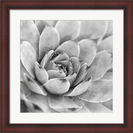 Framed Garden Succulent IV Print