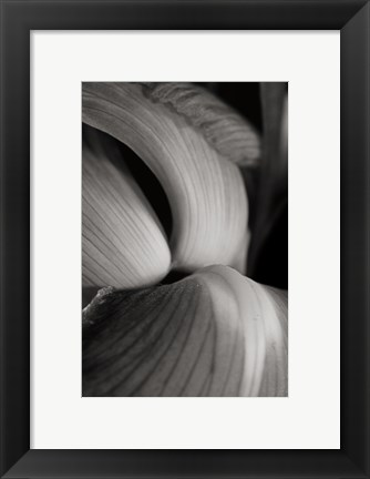 Framed Iris Abstract II Print