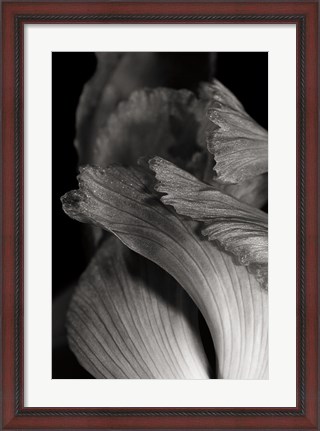 Framed Iris Abstract I Print