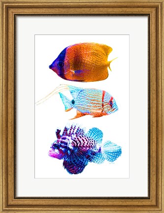 Framed Fish Trio Print