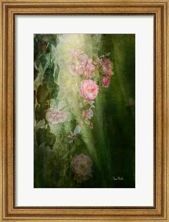 Framed Evening Light on Roses II Print
