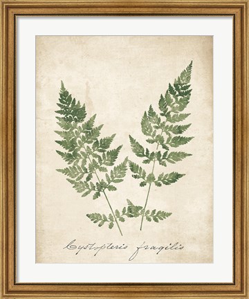 Framed Vintage Ferns VII no Border Print