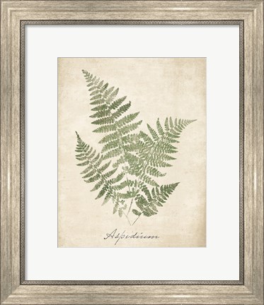 Framed Vintage Ferns IX no Border Print