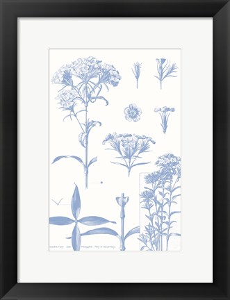 Framed Serenity Phlox on White Print