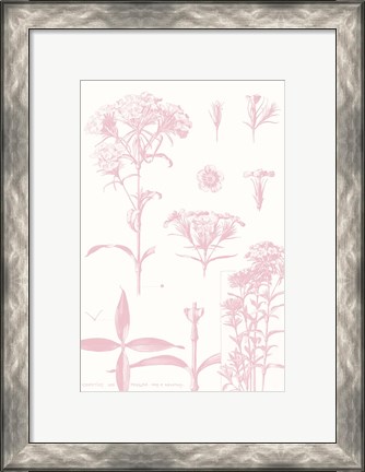 Framed Rose Quartz Phlox on White Print