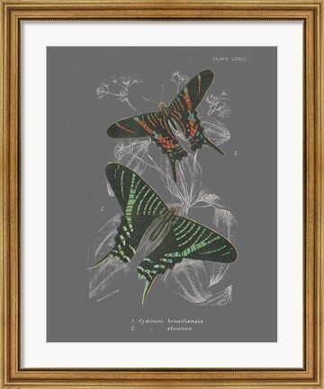 Framed Lepidoptera II Print