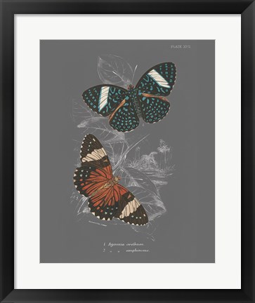 Framed Lepidoptera I Print