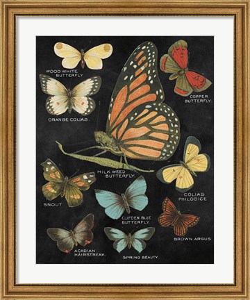 Framed Botanical Butterflies Postcard II Black Print