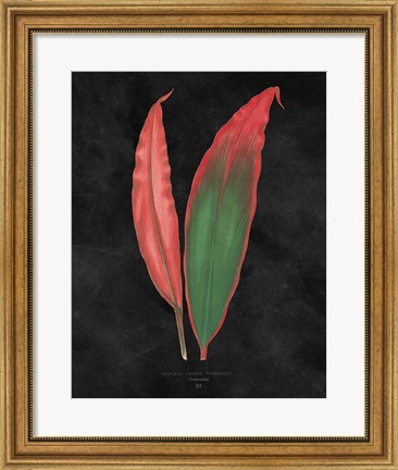 Framed Beautiful Leaved Plants II Black Print