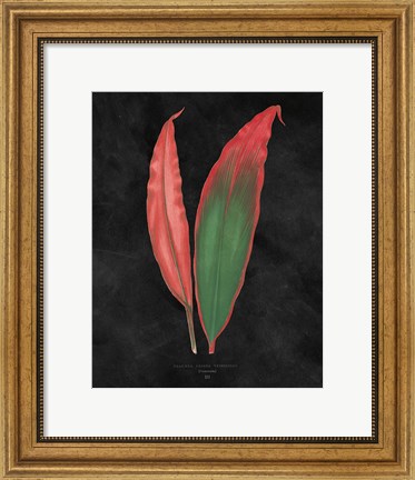 Framed Beautiful Leaved Plants II Black Print