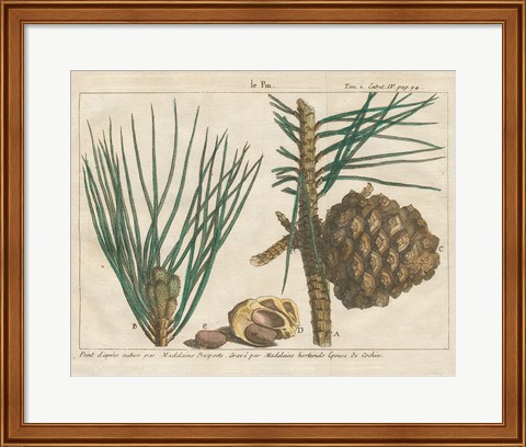 Framed Antique Botanical XXI Print