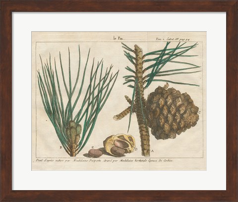 Framed Antique Botanical XXI Print
