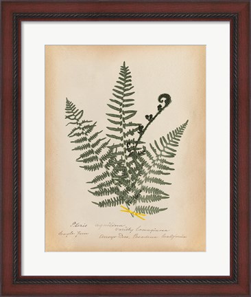 Framed Botanical Fern IV Mossy Green Print