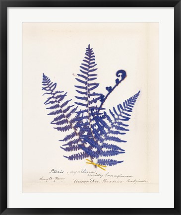 Framed Botanical Fern IV Blue Print