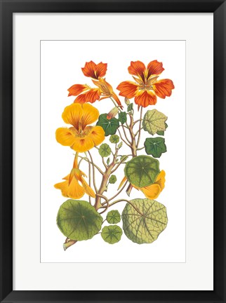 Framed Antique Botanical XVII Print