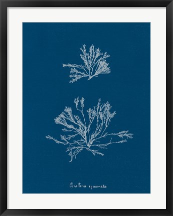 Framed Delicate Coral IV Print