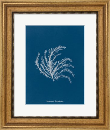 Framed Delicate Coral II Print