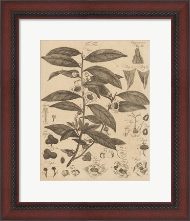 Framed Tea Tree Print