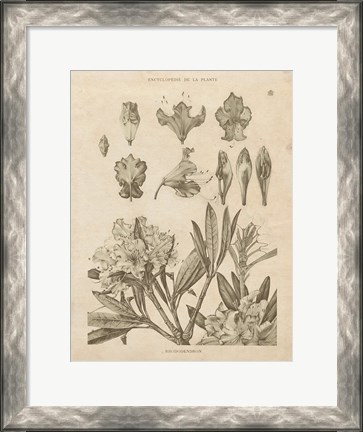 Framed Rhododendrons Vintage Print