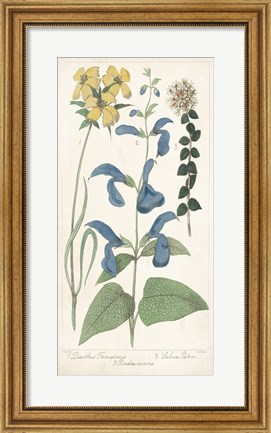 Framed Salvia Florals II Print